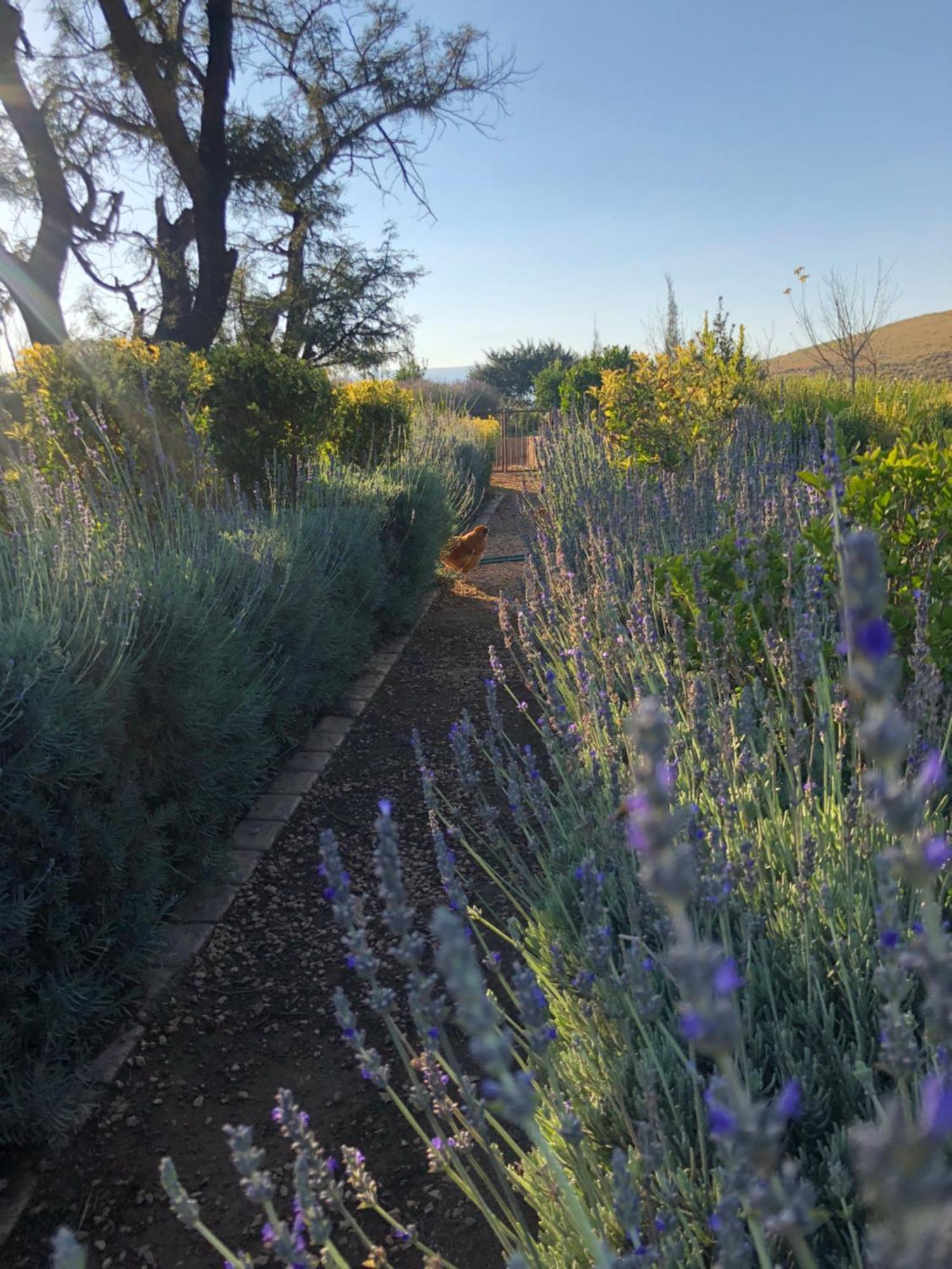 הוילה ליידנבורח Mount High Luxury Country Estate מראה חיצוני תמונה
